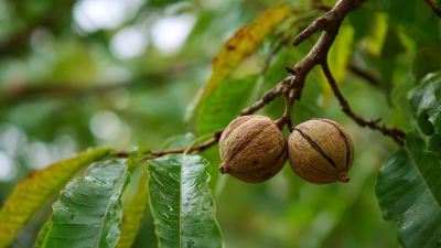 What is the Unique Culinary Delight of Hickory Nuts?