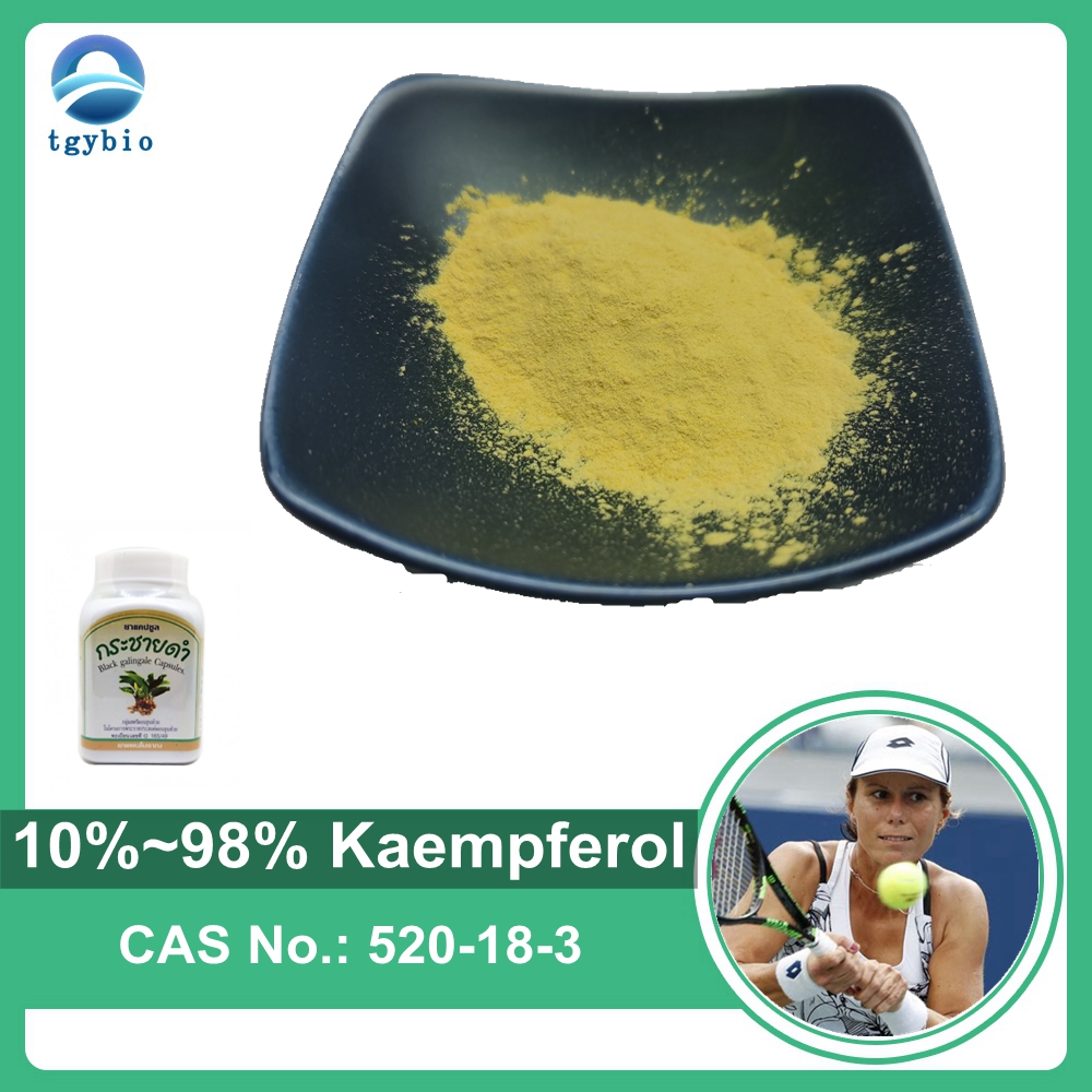 Fourniture d'extrait de gousse de Sophora Japonica 98 % en poudre de Kaempférol