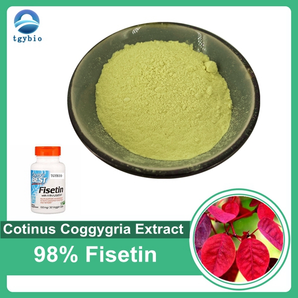 Extrait naturel de Cotinus Coggygria de haute qualité, poudre de fisétine 98%