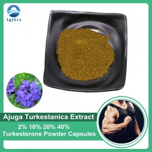 ผลิตภัณฑ์เสริมอาหารเพาะกาย Ajuga Turkestanica Extract Powder 2% 10% 20% 40% turkesterone