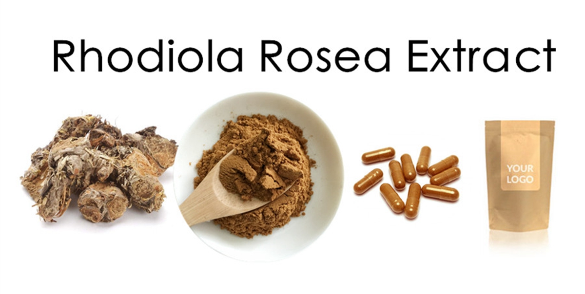 extrait de rhodiola rosea 2