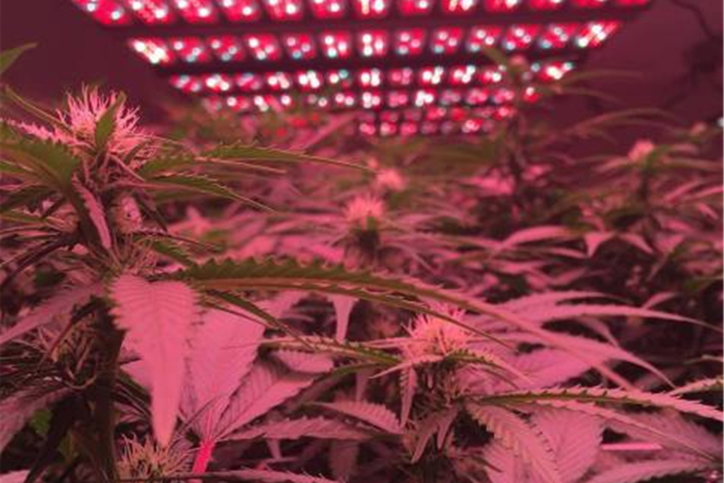Innovation of UV LED Technology in Industrial Cannabis Production