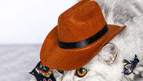Chapéus para animais de estimação
