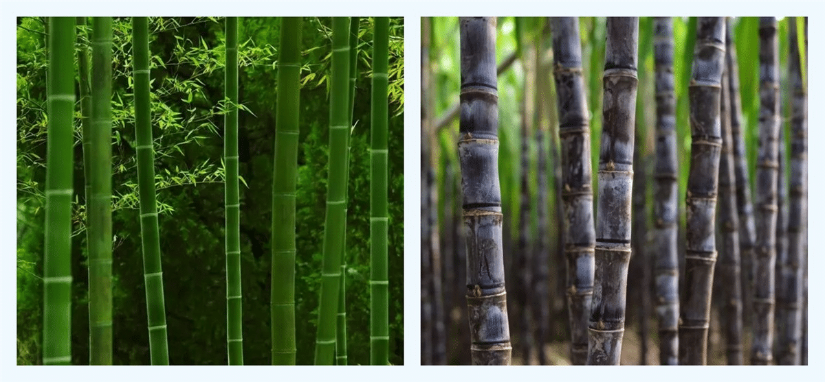 Bambú vs Bagasse Indiúscartha - Buntáistí & Míbhuntáistí (1).png