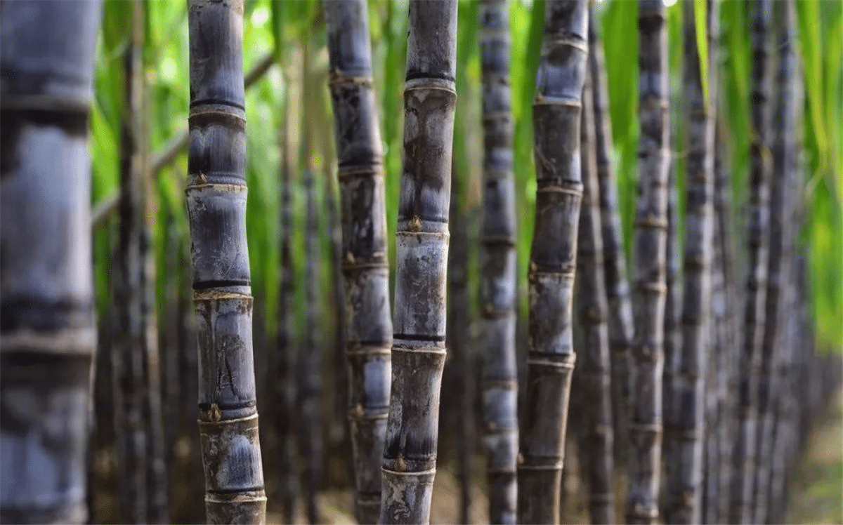 Articole de unică folosință Bamboo vs Bagasse - Avantaje și dezavantaje (2).png