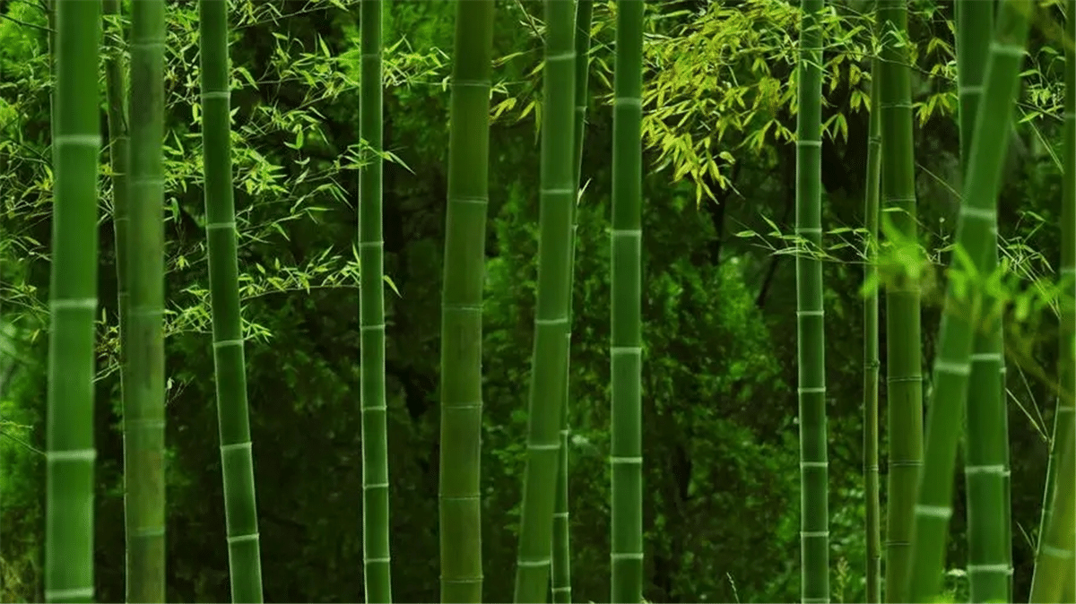 Bambus vs Bagasse na jedno použitie – výhody a nevýhody (3).png