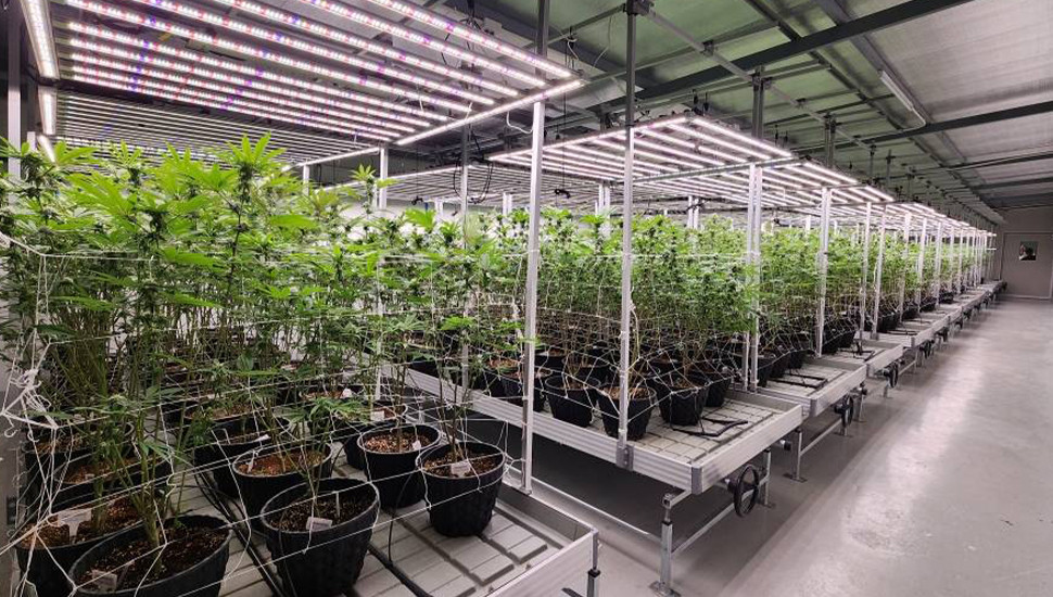 Large-Scale Indoor Cannabis Plantation in Thailand (1)hwe