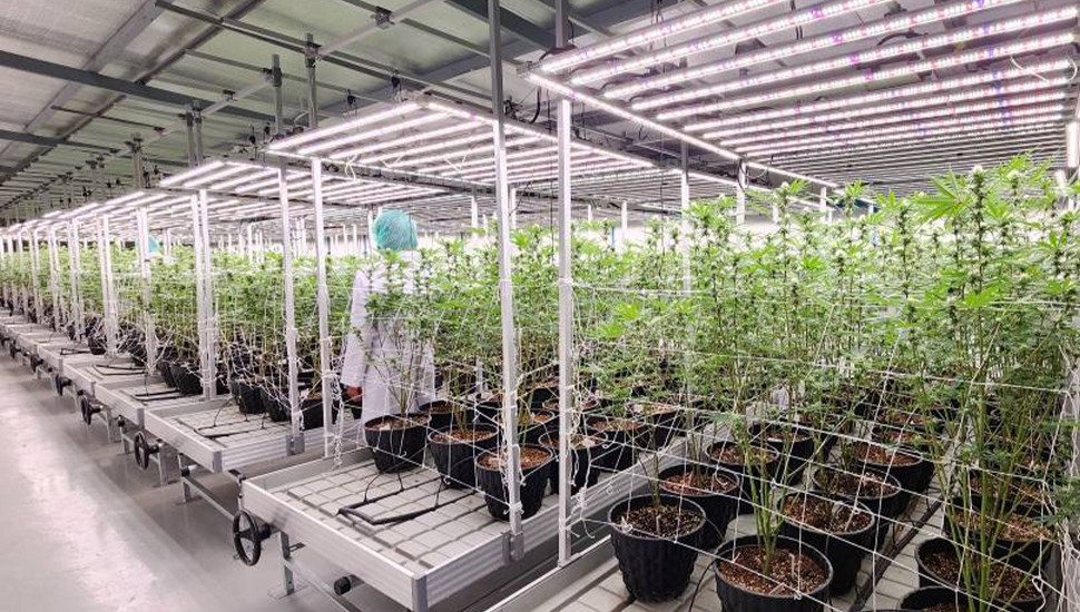 Large-Scale Indoor Cannabis Plantation in Thailand (2)yja