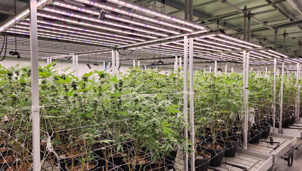 Large-Scale Indoor Cannabis Plantation in Thailand (3)bhb