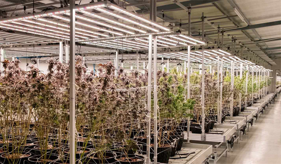 Large-Scale Indoor Cannabis Plantation in Thailand