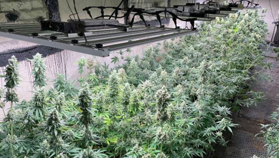 Cultivating Cannabis Indoors in the US (1)fhs