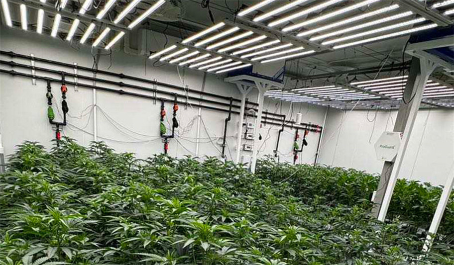 UK Grow Room Cultivation