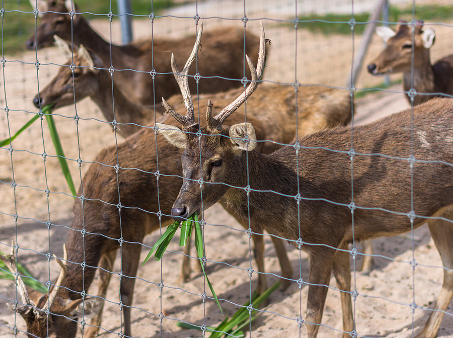 Grassland-Fence-Machine-For-Making-Deer-Fenceldw