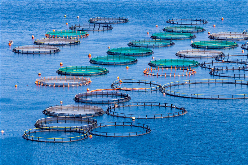 Aquaculture (1)qho