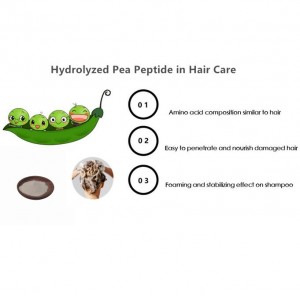 Peptida Kacang Hidrolisis
