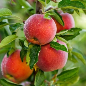 MOQ bajo para productos de salud Extracto de manzana 98% floretina HPLC