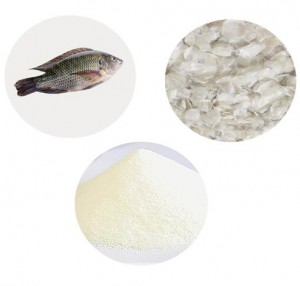 Péptido de colágeno de pescado marino de pureza 90-98% al por mayor de China con certificado ISO/BRC/HALAL (CAS 9064-67-9)