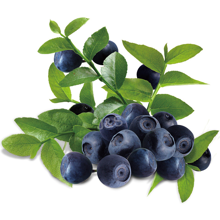 Mainit nga Pagbaligya alang sa China Pure European Bilberry Extract Billberry Extract CAS No: 84082-34-8 Blueberry Extract
