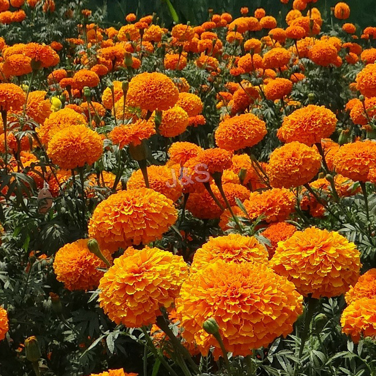 Chinese wholesale  Marigold extract Supply to Leicester
