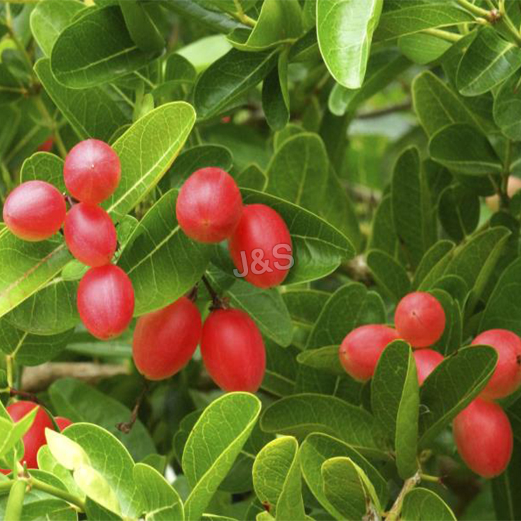 Ekstrak Wolfberry borong definisi tinggi di Algeria