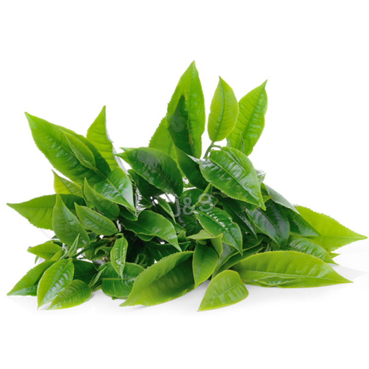 Productos de alta definición para la fábrica de extracto de té verde para Casablanca.