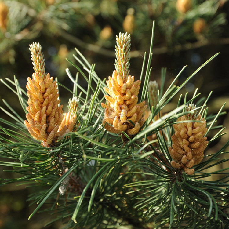 Definisi Tinggi Untuk Produsen Ekstrak Kulit Pinus di Chili