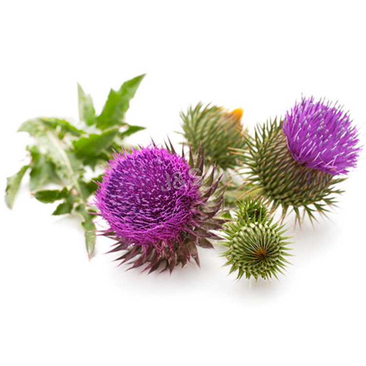 Good Quality
 Milk Thistle Extract in Iran
