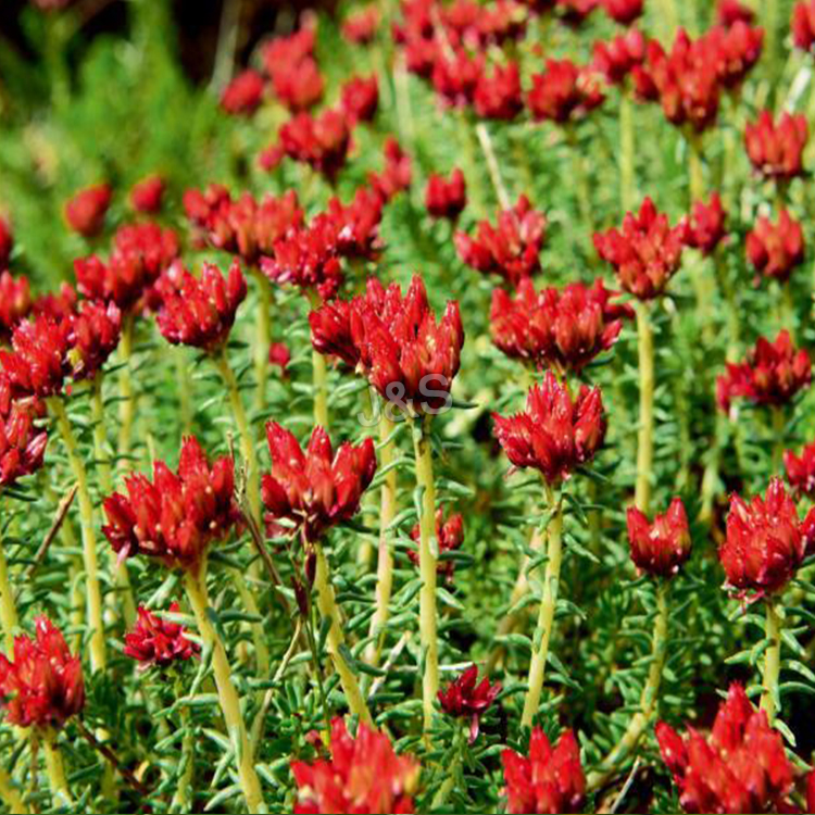 How much do you know about Rhodiola Rosea?