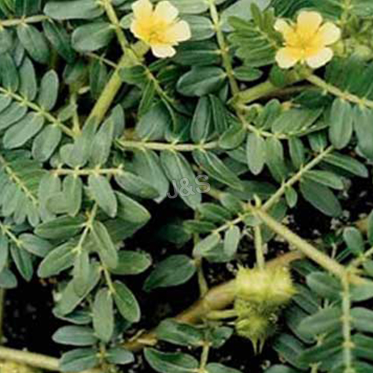 Newly Arrival 
 Tribulus terrestris extract Supply to Denmark
