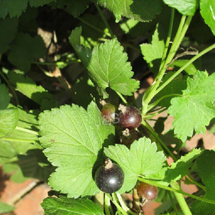 Excellent quality for
 Blackcurrant Extract in Estonia
