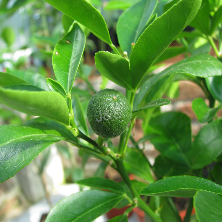 High Quality for
 Citrus Aurantium Extract Supply to Dominica
