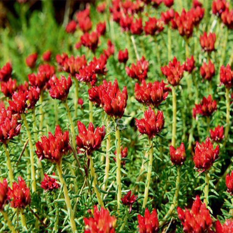 Bottom price for
 Organic Rhodiola Rosea Extract Factory for America
