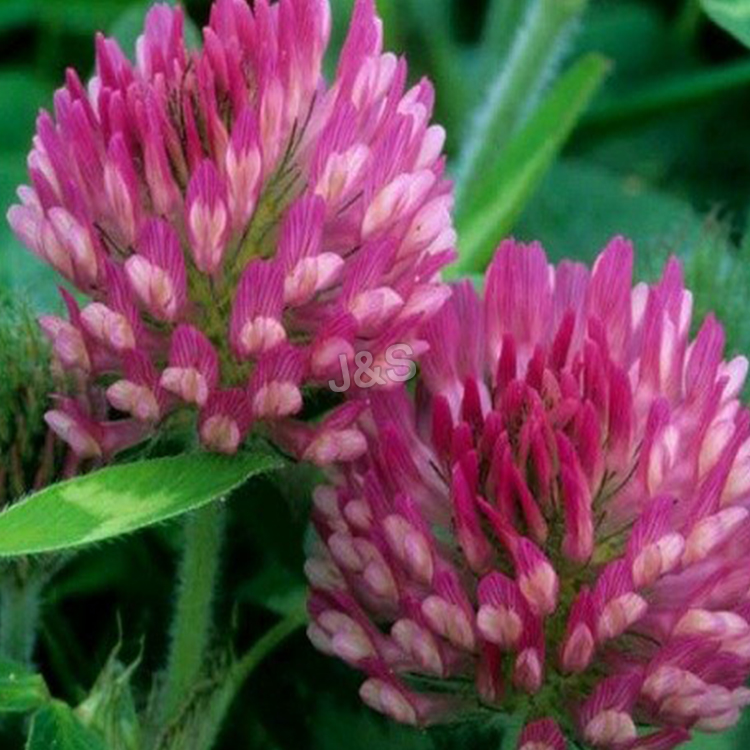15 Years Manufacturer
 Red clover extract Factory in Dominica
