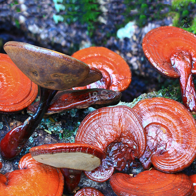8 Years Manufacturer
 Reishi Mushroom Extract Wholesale to Eindhoven
