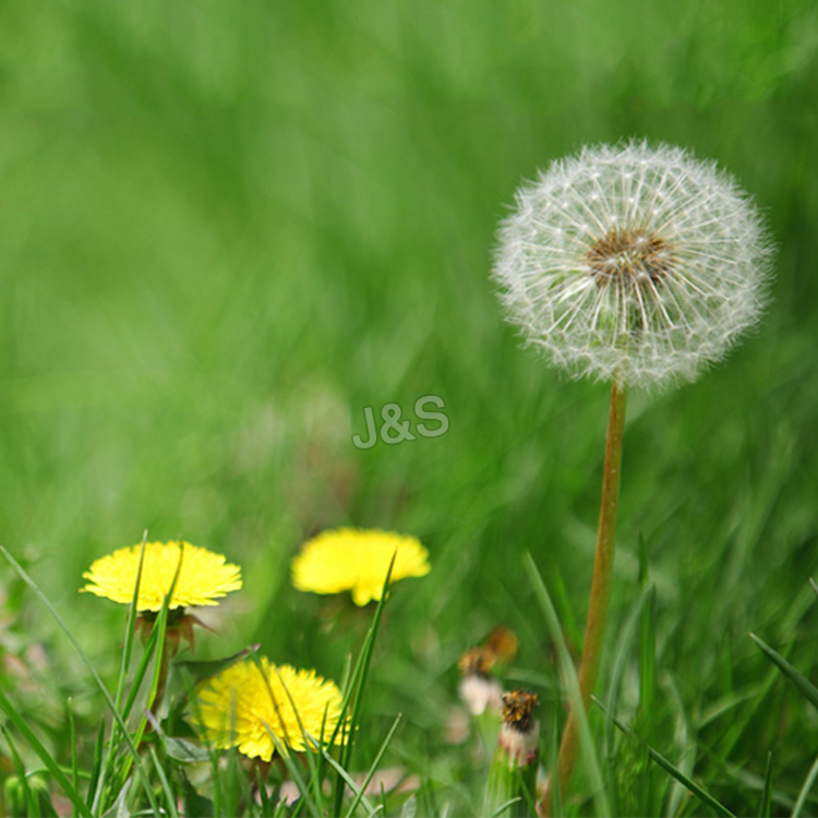 18 years Factory offer
 Dandelion root extract Factory in Sydney
