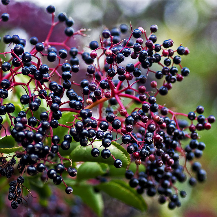 Factory Cheap Hot
 Elderberry Extract Supply to Hanover
