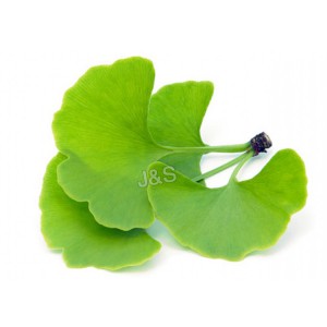 Factory best selling Organic Ginkgo Biloba 100% Natural Leaves Extract China Factory Supply
