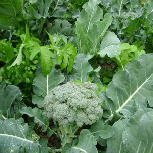 Natural Freeze-dried Broccoli Powder For Small Bag