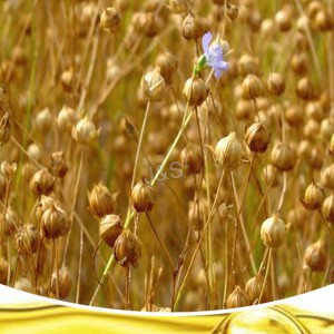 OEM Manufacturer China High Qualitiyflax Seed Extract
