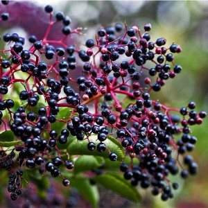 Super Lowest Price China Elderberry Extract (Anthocyanidins 25%)
