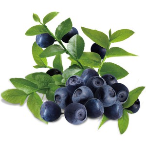China New Product China High Quality Feed Supplement Bilberry Extract 25% Anthocyanins