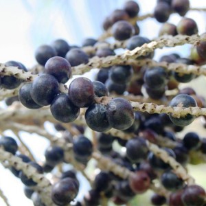 8 Years Exporter China Acai Berry Extract