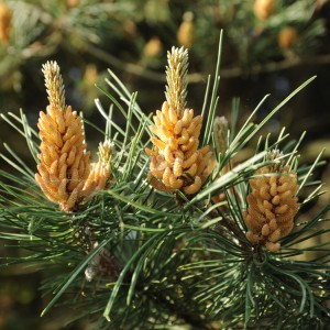 China Gold Supplier for China High Quality Pine Bark Extract on Sell
