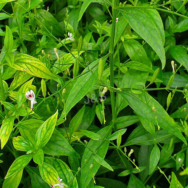 Chinese Professional
 Andrographis Extract Supply to Guyana