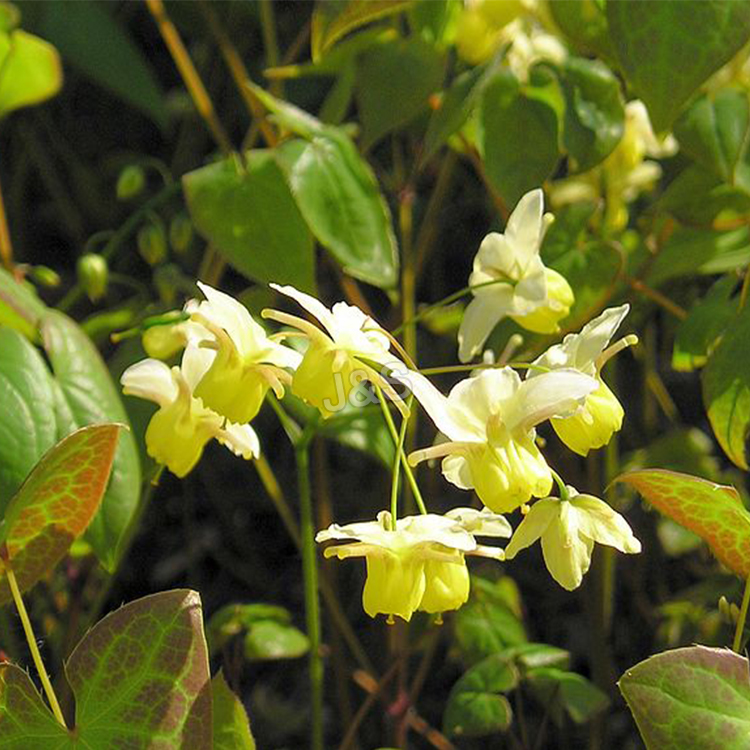 Hot-selling attractive
 Epimedium Extract Supply to Palestine