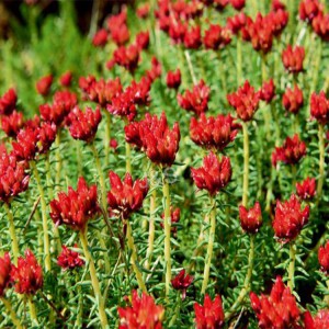 Cheapest Price China Rhodiola Rosea Extract