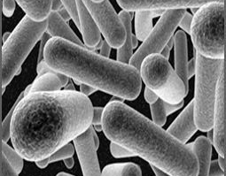 High Quality Food Grade Probiotics Lactobacillus Helveticus Powder
