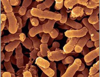 Utu Pai Bifidobacterium Breve Probiotics Paura