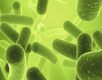 Polvo bacteriano de Lactobacillus Acidophilus de alta actividad