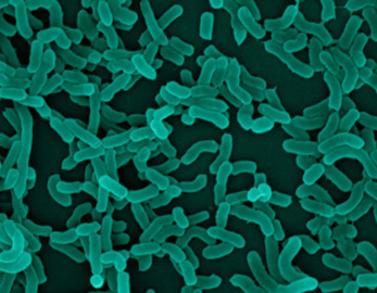 Materia prima orgánica de alta calidad Lactobacillus Casei